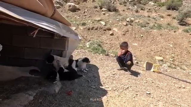 14.04.2024 Мать-одиночка, Чудо-Женщина Цементирует Крышу Своего склада с кормами смотреть онлайн