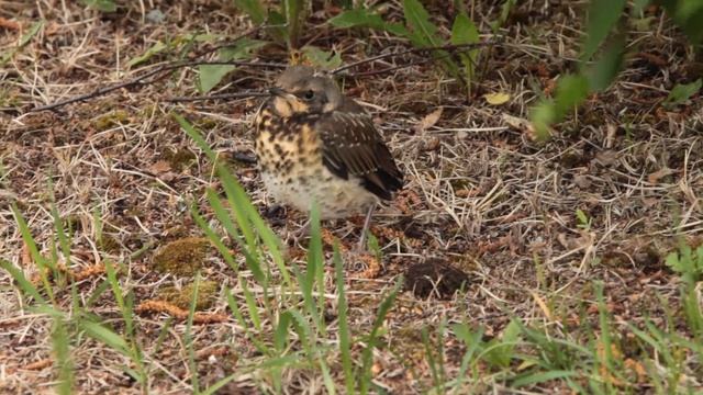 Дрозд-Рябинник (Turdus Pilaris), слёток.