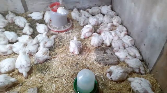 Выращивание бройлеров.#shorts #бройлеры #деревенскаяжизнь смотреть онлайн