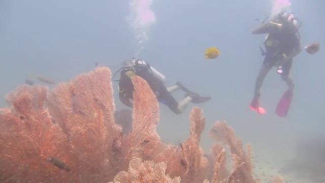 Phuket Divemaster Course - Diving Phuket, Thailand смотреть онлайн