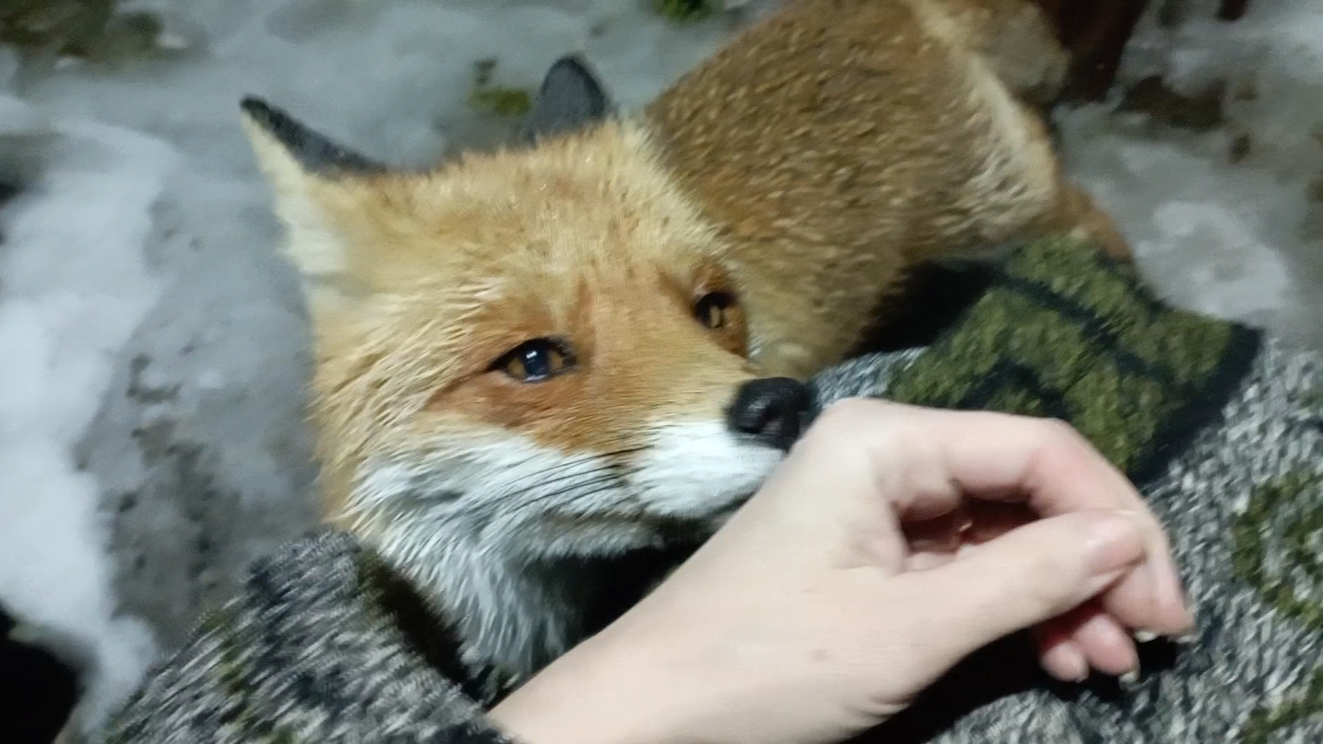 (972) Лиса приходит в гости. Март 2025 смотреть онлайн