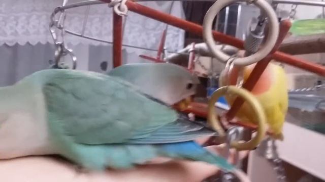Розовощечкийф.я.Там где ошибки,там мне помогали малыши печатать лапками. смотреть онлайн