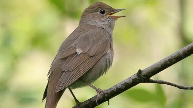 Пение птиц - Соловей смотреть онлайн