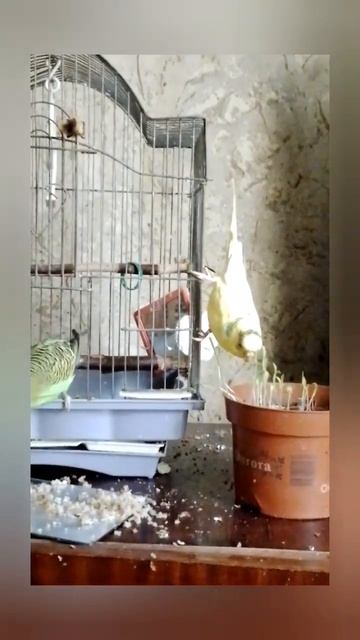 Попугаи💚💛Есть надо вниз головой, так вкуснее🙃🌱🌾