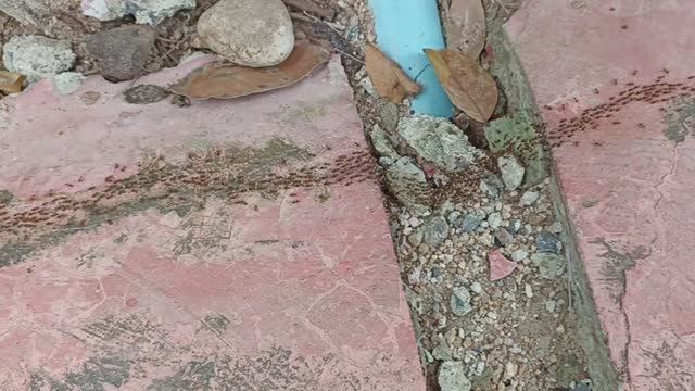 Большая муравьиная тропа в отеле Longtail Beach Resort – переселение из бунгало в пень