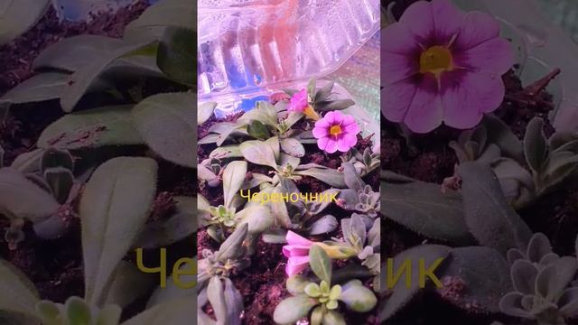 обозр черенков на 24 марта. #март #теплица #петунии #садовые смотреть онлайн