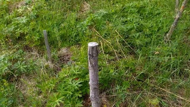 Абрикосы на Урале смотреть онлайн