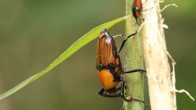 テナガオサゾウムシ（Cyrtotrachelus buqueti）-4 смотреть онлайн