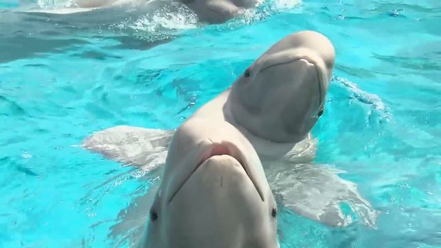 A Beluga Whale Kiss! | Big Fun Movies смотреть онлайн