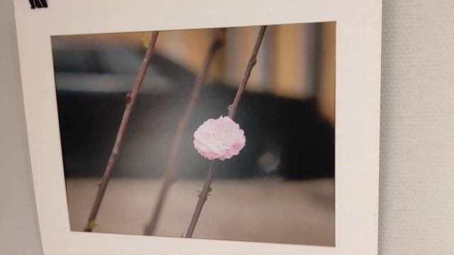 Санкт-Петербургский Творческий Союз Художников Александр Скибицкий "Ускользающая красота". смотреть онлайн