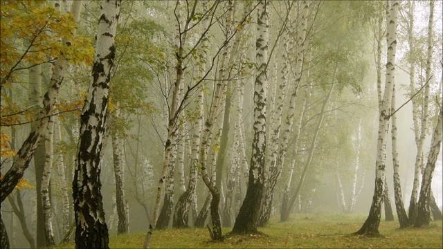 J. S. Bach - Harpsichord Concerto No. 2 смотреть онлайн
