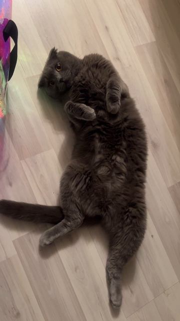 🔴 КОТ СМОКИ🔴 смотреть онлайн