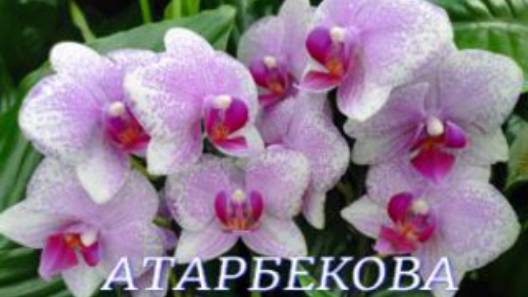 №1040/ СВЕЖИЕ, роскошные ОРХИДЕИ к 8 МАРТА на АТАРБЕКОВА смотреть онлайн