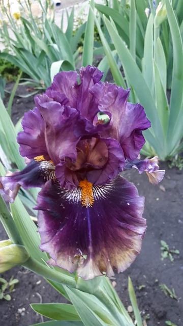 CREATURE OF THE NIGHT #flowers #цветы #ирис #красота #природа #shorts #цветник #вдохновение #лето смотреть онлайн