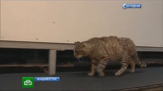 Ставшую звездой Рунета кошку-обжору смотреть онлайн