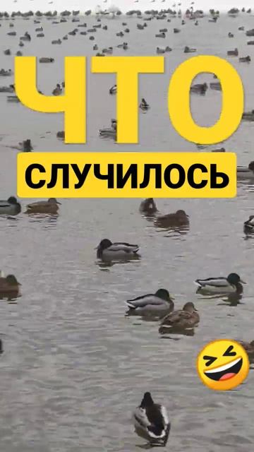 Перелётные Птицы в Финляндии 😲 смотреть онлайн