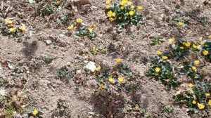 video_2025-03-06_13-11-36