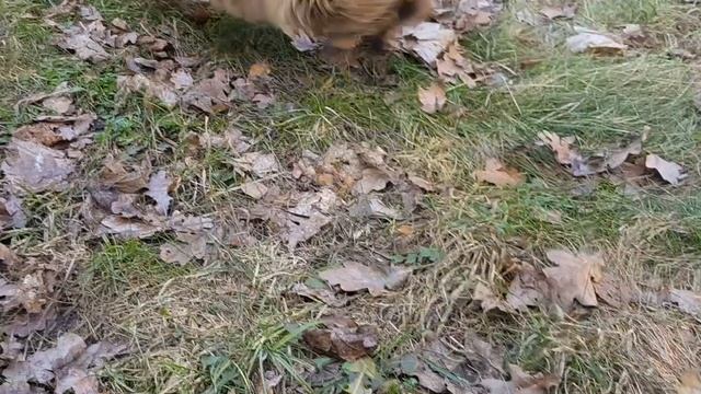 К НАМ ПРИШЕЛ УЛИЧНЫЙ МАРТОВСКИЙ КОТ! THE MARCH STREET CAT CAME TO US! смотреть онлайн