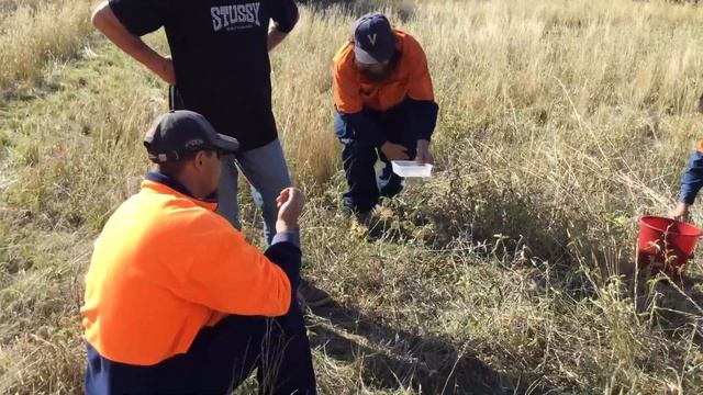 Harvesting bush tomato with Neville Bonney смотреть онлайн