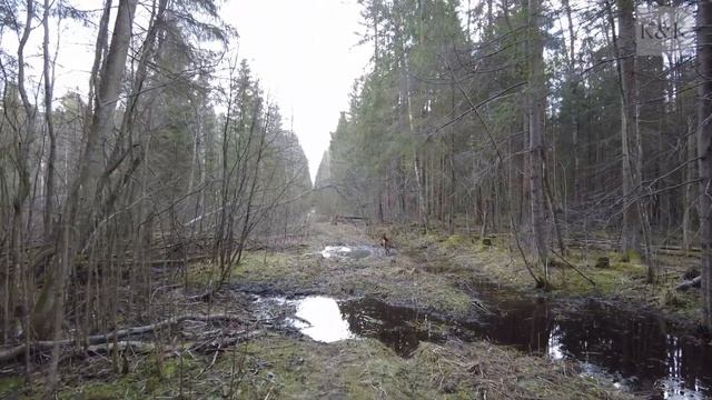 Прогулки по лесу. День за днем с дедом Многоведом. 28 апреля 2022г. Эпизод 248. смотреть онлайн