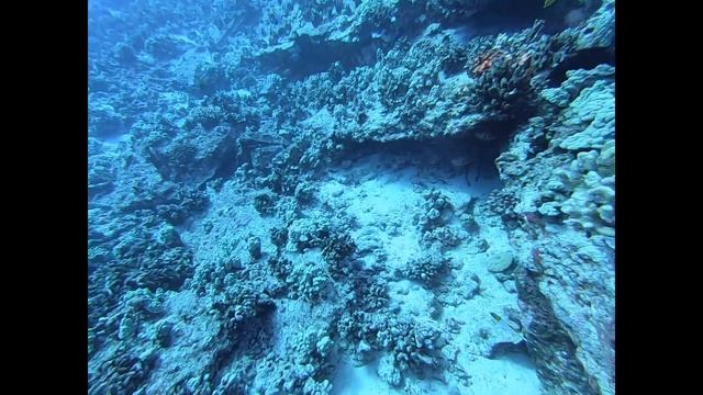 Molokini Crater - Reefs End Dive, Maui, HI