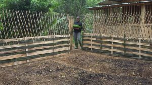 Дорис строит дом 12. Дорис делает грядки и ограду из бамбука.