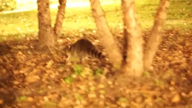 Procyon (genus) / Raccoon смотреть онлайн