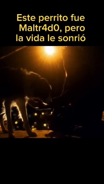 😭Este perrito fue maltr4tad0 #peliculas #resumenes #viralvideos #cortos смотреть онлайн