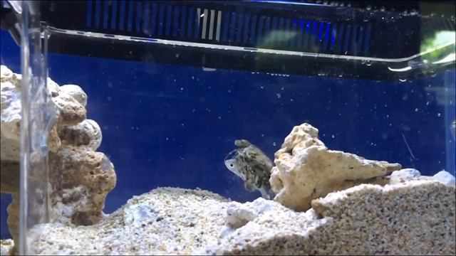 Mantis shrimp attacks смотреть онлайн