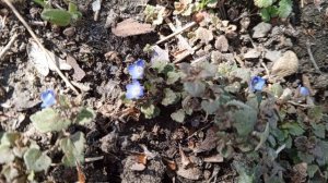 video_2025-03-06_13-11-30