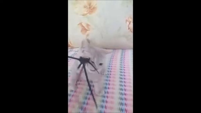 Британские котята питомника. Элитные британцы. смотреть онлайн