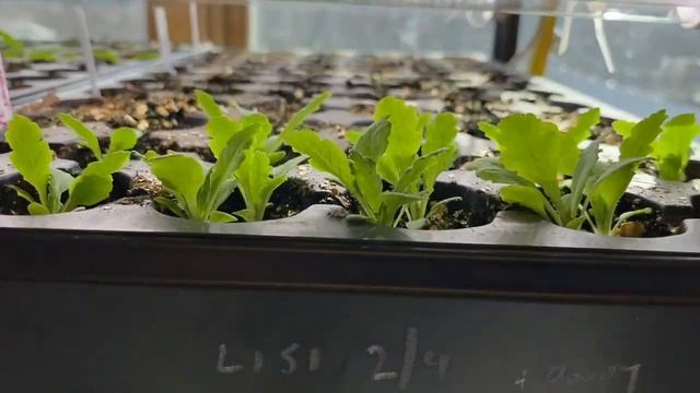 February 2023 Grow Shelf Update! Marlene's Flower Farm, First Year Flower Farmer, Zone 5a/b