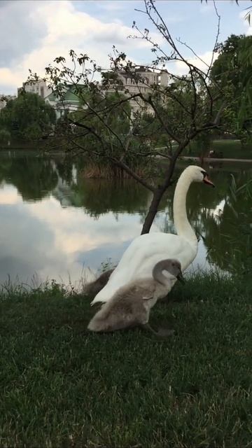 Мама под охраной - Лебедь и лебедята #shorts смотреть онлайн