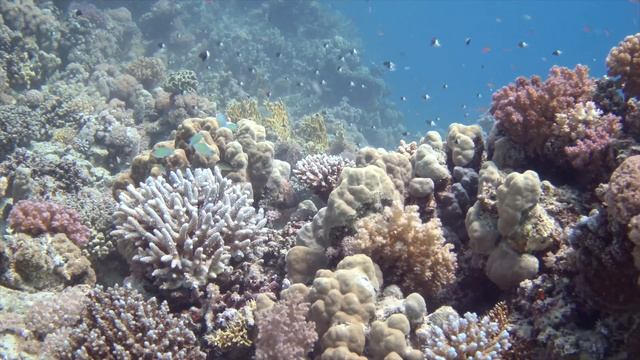 PARALENZ VAQUITA 🌊🎥🐠 Underwater Test Footage from Egypt смотреть онлайн