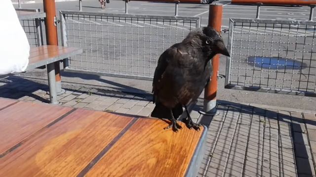 Галка на столе в Макдональдсе смотреть онлайн