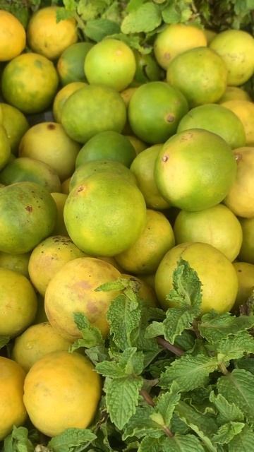 🍋Lemon & Mint | #harvesting #homegardening #hybrid #viral #shorts #shortvideo #nature #lemon #mint смотреть онлайн