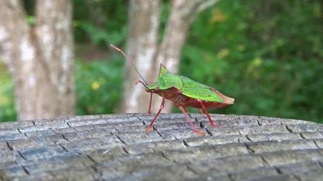 ツノアオカメムシ　　Pentatoma Japonica