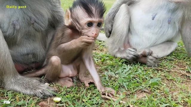 Oh my goodness! what wrong with poor baby Alex monkey | Ava mom does not have enough milk for baby смотреть онлайн