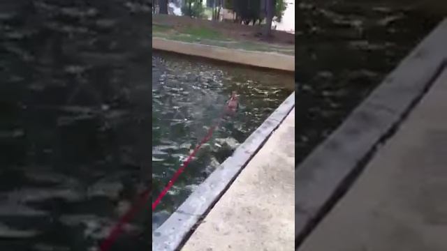 Radar vs. the Water смотреть онлайн