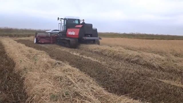 Уборка риса. Самоходный модуль ГМ 100 с жаткой валковой ЖВР-5. РисАгроМаш смотреть онлайн