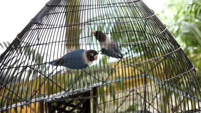 WEDDING in ASTANA / "Идеальное Кыз Узату Алии"! Астана май 2017 год! смотреть онлайн