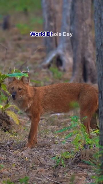 Tiger stays away from these so called hunters Dhole (Wild dogs) #wildlife #wilddog #nature #shorts смотреть онлайн