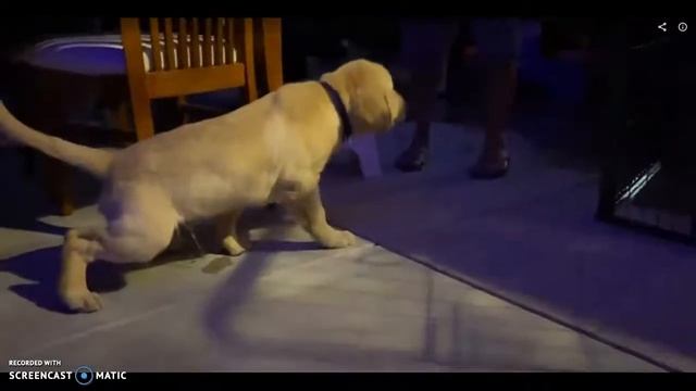 My shortest video of me peeing смотреть онлайн