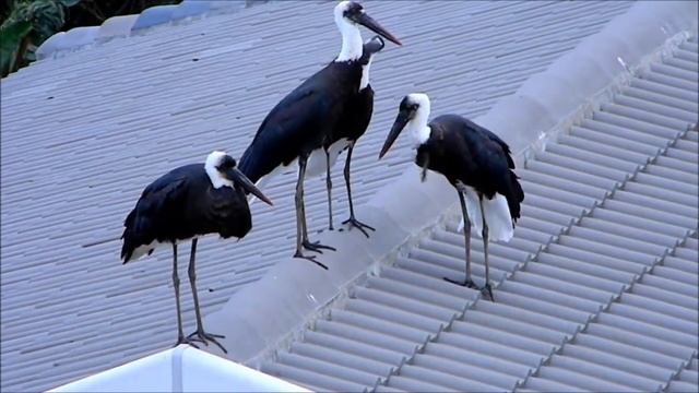 Woolly-necked storks in Elysium KZN смотреть онлайн