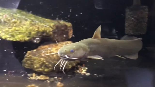 ギバチ смотреть онлайн