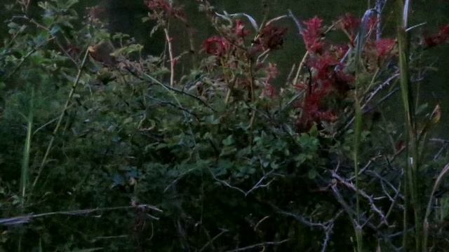 Whorly rotala смотреть онлайн
