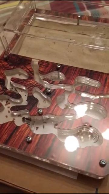 Один день из жизни муравьёв