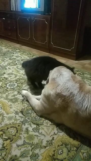 хитраяпопа😂🐈⬛