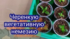 Черенкую вегетативную немезию. Обо всём понемногу.