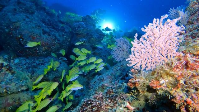 Scuba Diving In Mauritius with the MUG: Lowrance 02/11/22 @50m+ смотреть онлайн